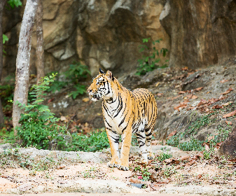 Come face to face with the majestic tiger in a thrilling open jeep safari. The park is also home to animals such as leopard, chital, chinkara, nilgai, sambhar and sloth bear.  Explore the flora and fauna of this magnificent park and take back everlasting memories.